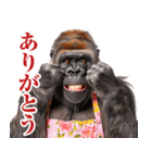 関西弁ゴリラ【家族連絡】（個別スタンプ：37）