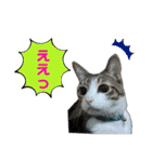 キジ白猫とキジトラ猫 3（個別スタンプ：11）