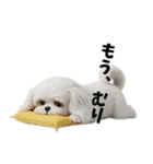 なげやり3Dシーズー（個別スタンプ：2）