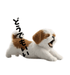 なげやり3Dシーズー（個別スタンプ：3）