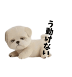 なげやり3Dシーズー（個別スタンプ：8）