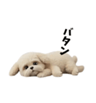 なげやり3Dシーズー（個別スタンプ：10）