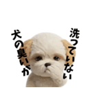 なげやり3Dシーズー（個別スタンプ：13）