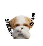 なげやり3Dシーズー（個別スタンプ：16）