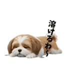 なげやり3Dシーズー（個別スタンプ：18）