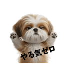なげやり3Dシーズー（個別スタンプ：20）