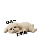 なげやり3Dシーズー（個別スタンプ：22）