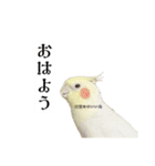 これがオカメインコだ〜ぷのいちにち〜（個別スタンプ：1）