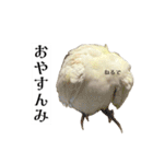 これがオカメインコだ〜ぷのいちにち〜（個別スタンプ：2）