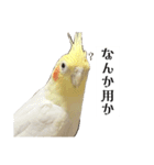 これがオカメインコだ〜ぷのいちにち〜（個別スタンプ：3）
