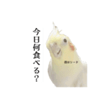 これがオカメインコだ〜ぷのいちにち〜（個別スタンプ：4）