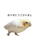 これがオカメインコだ〜ぷのいちにち〜（個別スタンプ：5）