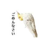 これがオカメインコだ〜ぷのいちにち〜（個別スタンプ：6）