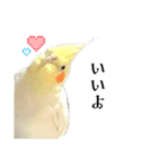 これがオカメインコだ〜ぷのいちにち〜（個別スタンプ：7）