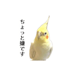 これがオカメインコだ〜ぷのいちにち〜（個別スタンプ：8）
