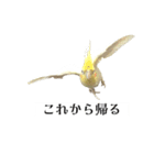 これがオカメインコだ〜ぷのいちにち〜（個別スタンプ：9）