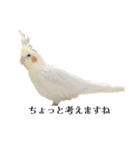 これがオカメインコだ〜ぷのいちにち〜（個別スタンプ：10）