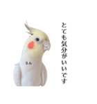 これがオカメインコだ〜ぷのいちにち〜（個別スタンプ：11）