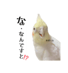 これがオカメインコだ〜ぷのいちにち〜（個別スタンプ：12）