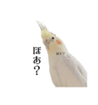 これがオカメインコだ〜ぷのいちにち〜（個別スタンプ：13）