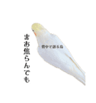 これがオカメインコだ〜ぷのいちにち〜（個別スタンプ：14）