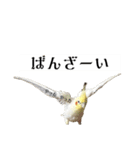 これがオカメインコだ〜ぷのいちにち〜（個別スタンプ：15）