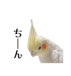 これがオカメインコだ〜ぷのいちにち〜（個別スタンプ：16）