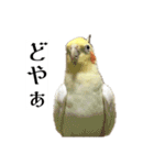 これがオカメインコだ〜ぷのいちにち〜（個別スタンプ：17）