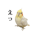 これがオカメインコだ〜ぷのいちにち〜（個別スタンプ：18）