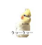 これがオカメインコだ〜ぷのいちにち〜（個別スタンプ：19）