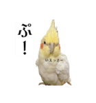 これがオカメインコだ〜ぷのいちにち〜（個別スタンプ：20）