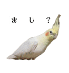これがオカメインコだ〜ぷのいちにち〜（個別スタンプ：21）