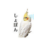 これがオカメインコだ〜ぷのいちにち〜（個別スタンプ：22）