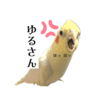 これがオカメインコだ〜ぷのいちにち〜（個別スタンプ：23）