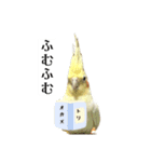 これがオカメインコだ〜ぷのいちにち〜（個別スタンプ：24）
