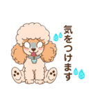【丁寧語】犬スタンプ｜プードル（個別スタンプ：23）