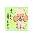 【丁寧語】犬スタンプ｜プードル（個別スタンプ：31）