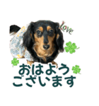 ダックスLove＆Sara4（個別スタンプ：1）