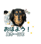 ダックスLove＆Sara4（個別スタンプ：2）