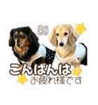 ダックスLove＆Sara4（個別スタンプ：5）