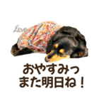 ダックスLove＆Sara4（個別スタンプ：6）