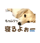 ダックスLove＆Sara4（個別スタンプ：7）