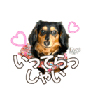 ダックスLove＆Sara4（個別スタンプ：8）