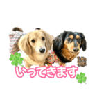 ダックスLove＆Sara4（個別スタンプ：9）