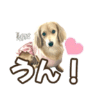ダックスLove＆Sara4（個別スタンプ：14）