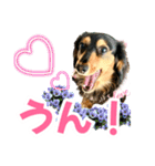 ダックスLove＆Sara4（個別スタンプ：15）