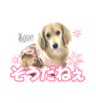 ダックスLove＆Sara4（個別スタンプ：16）