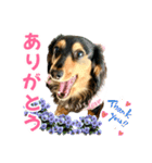 ダックスLove＆Sara4（個別スタンプ：18）