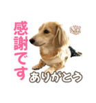 ダックスLove＆Sara4（個別スタンプ：19）