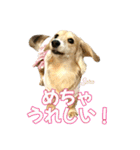 ダックスLove＆Sara4（個別スタンプ：20）